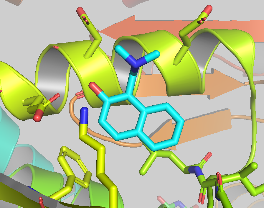 Ectopic binding site in TGR